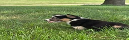Welsh Corgi Pembroke dogs for sale: Welsh Corgi Pembroke 1 - Ad 3