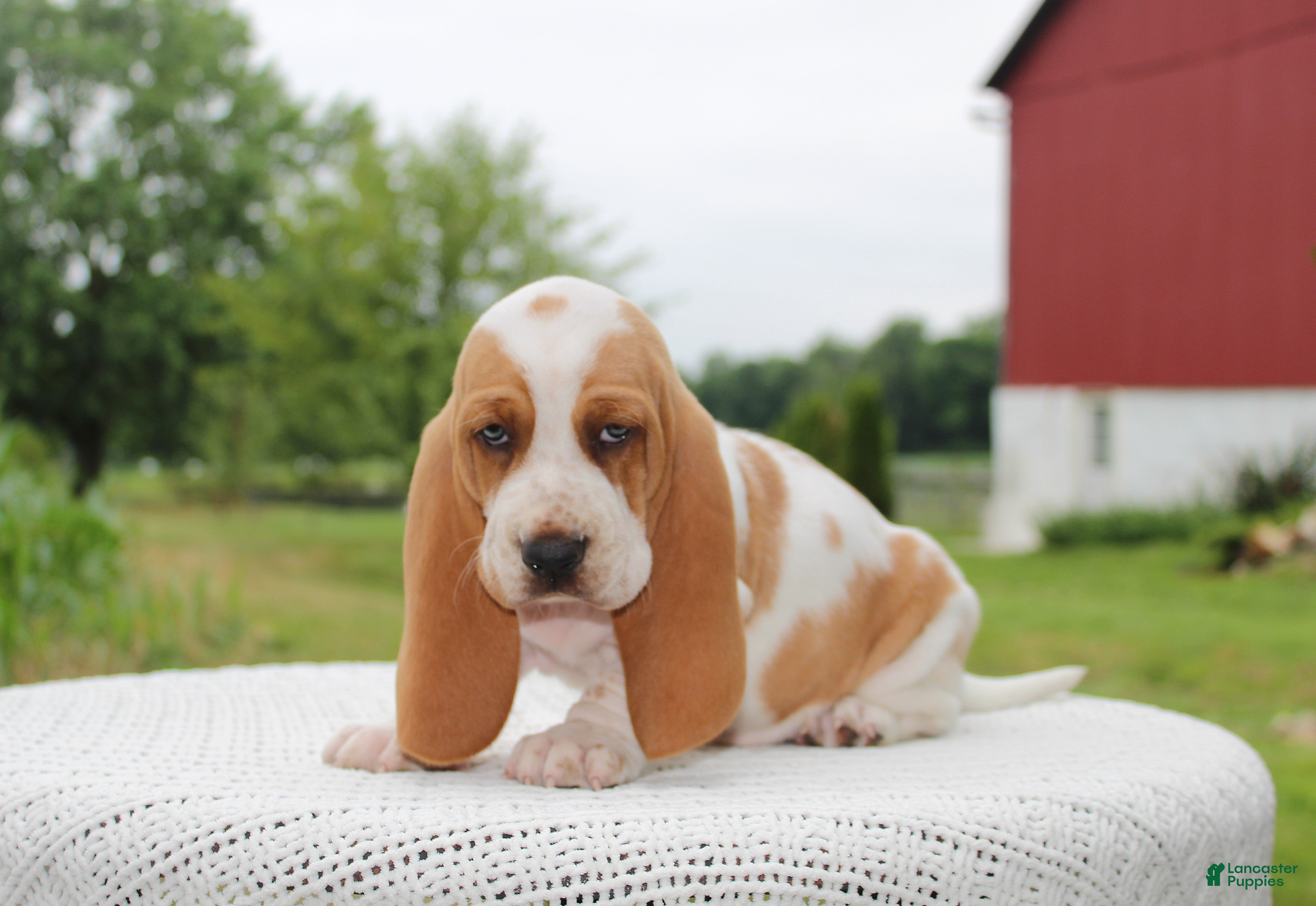 Basset Hound dogs Pluto - Ad 2