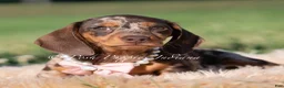 Miniature Dachshund dogs for sale: Cosette AKC - Ad 4