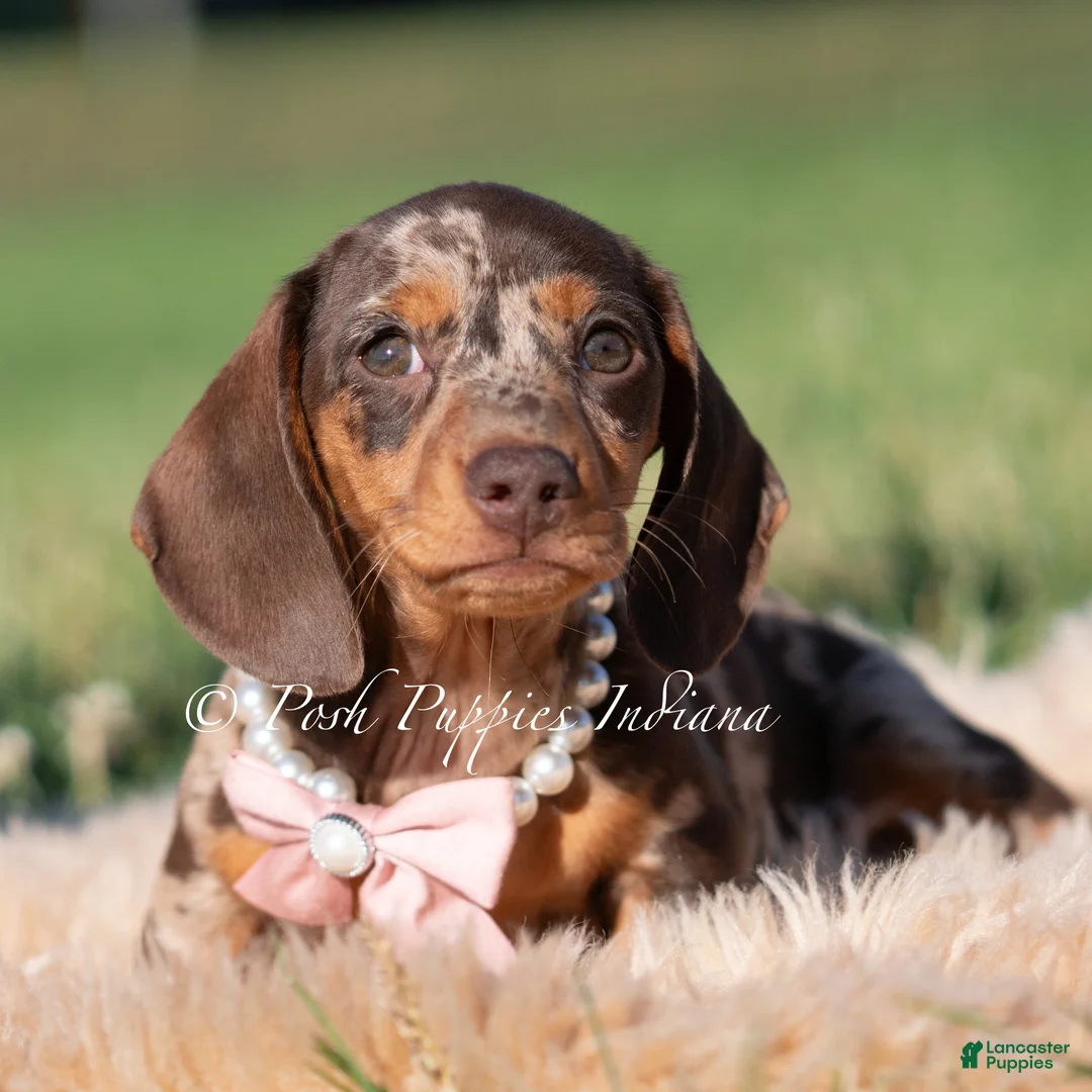 Miniature Dachshund dogs for sale: Cosette AKC - Ad 4