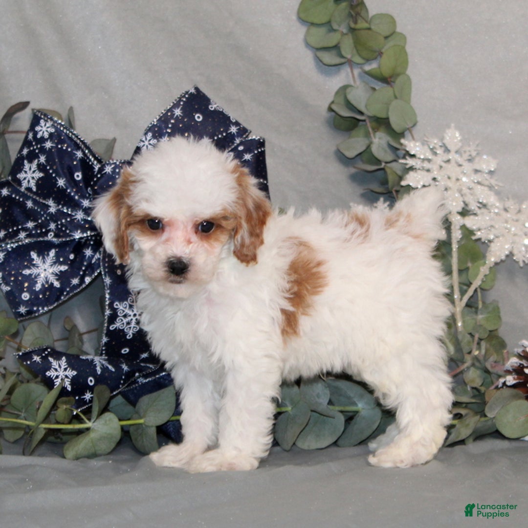 Miniature Poodle dogs for sale: Quack - Ad 3