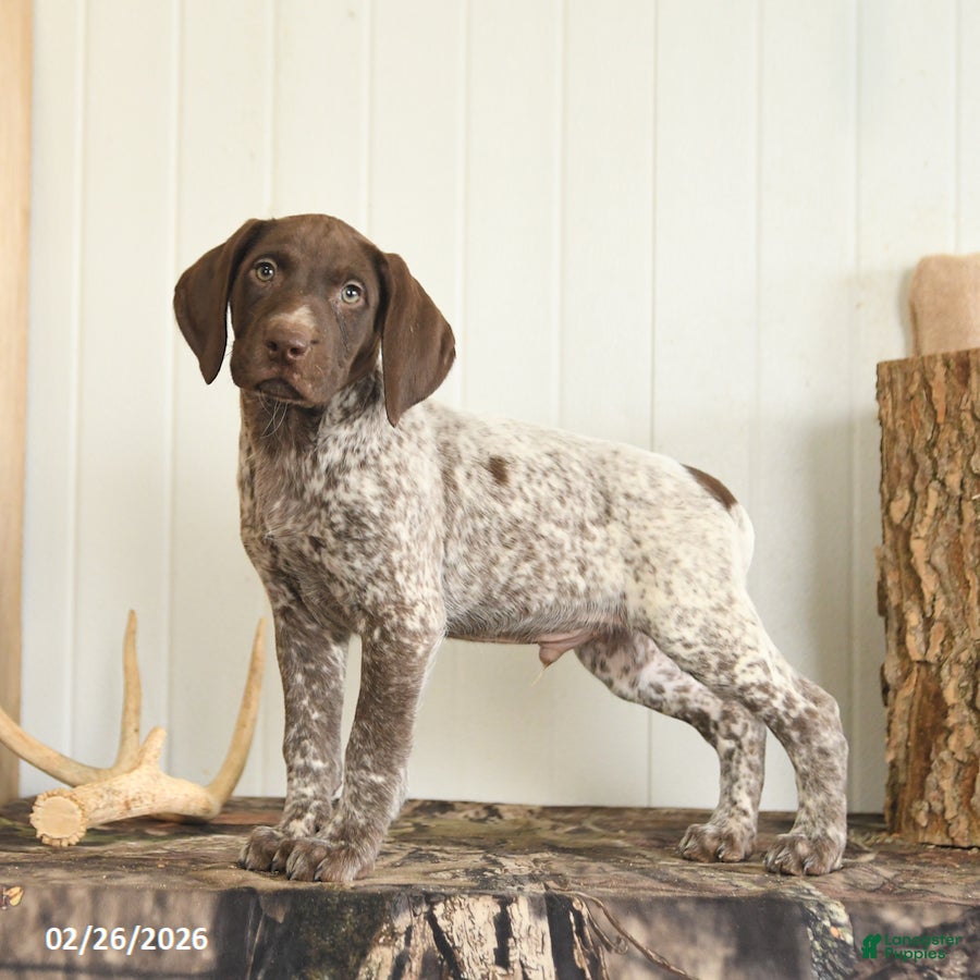 German Shorthaired Pointer dogs Drew - Ad 1