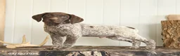German Shorthaired Pointer dogs for sale: Drew - Ad 1