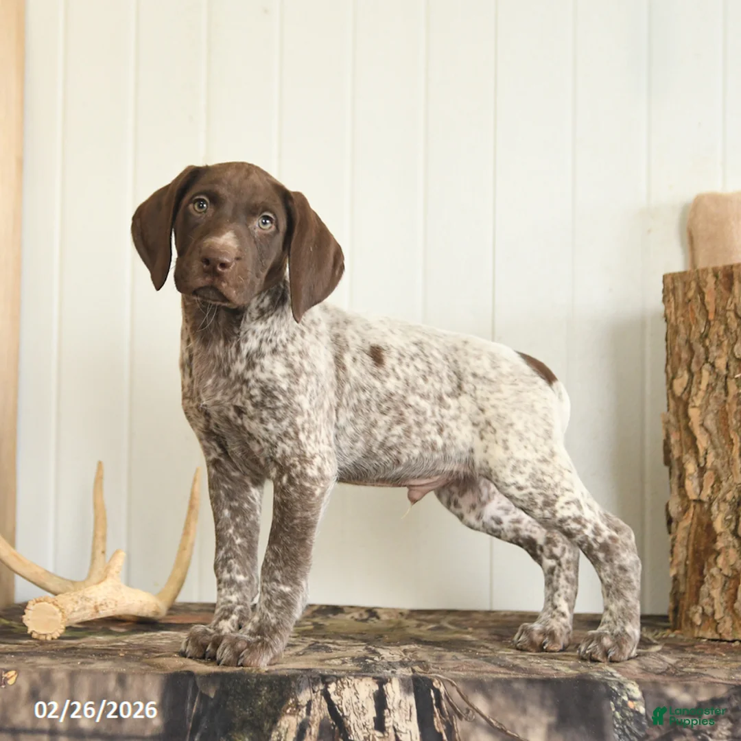 German Shorthaired Pointer dogs for sale: Drew - Ad 1