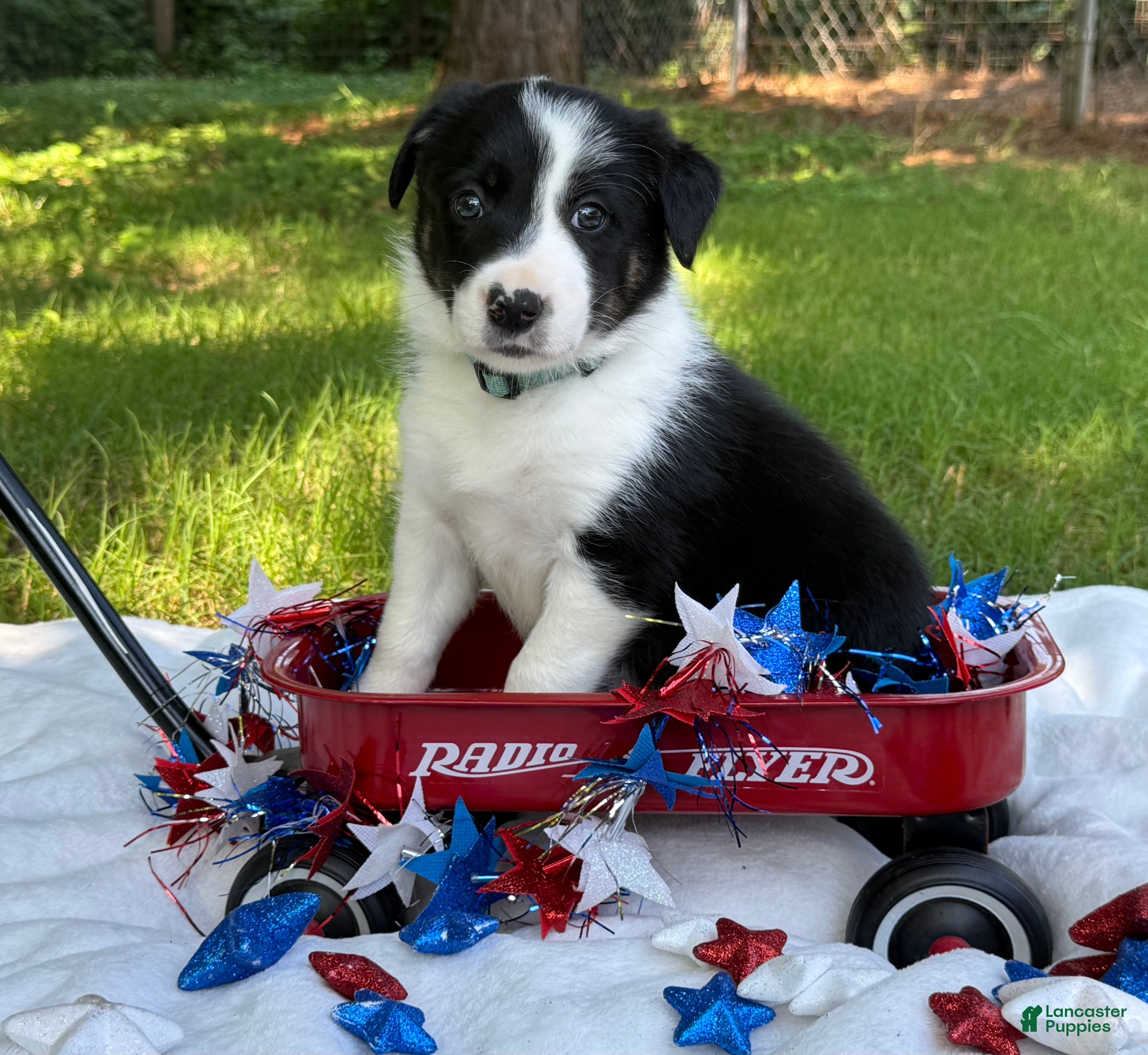 Border Collie dogs Smooth Girl - Ad 1