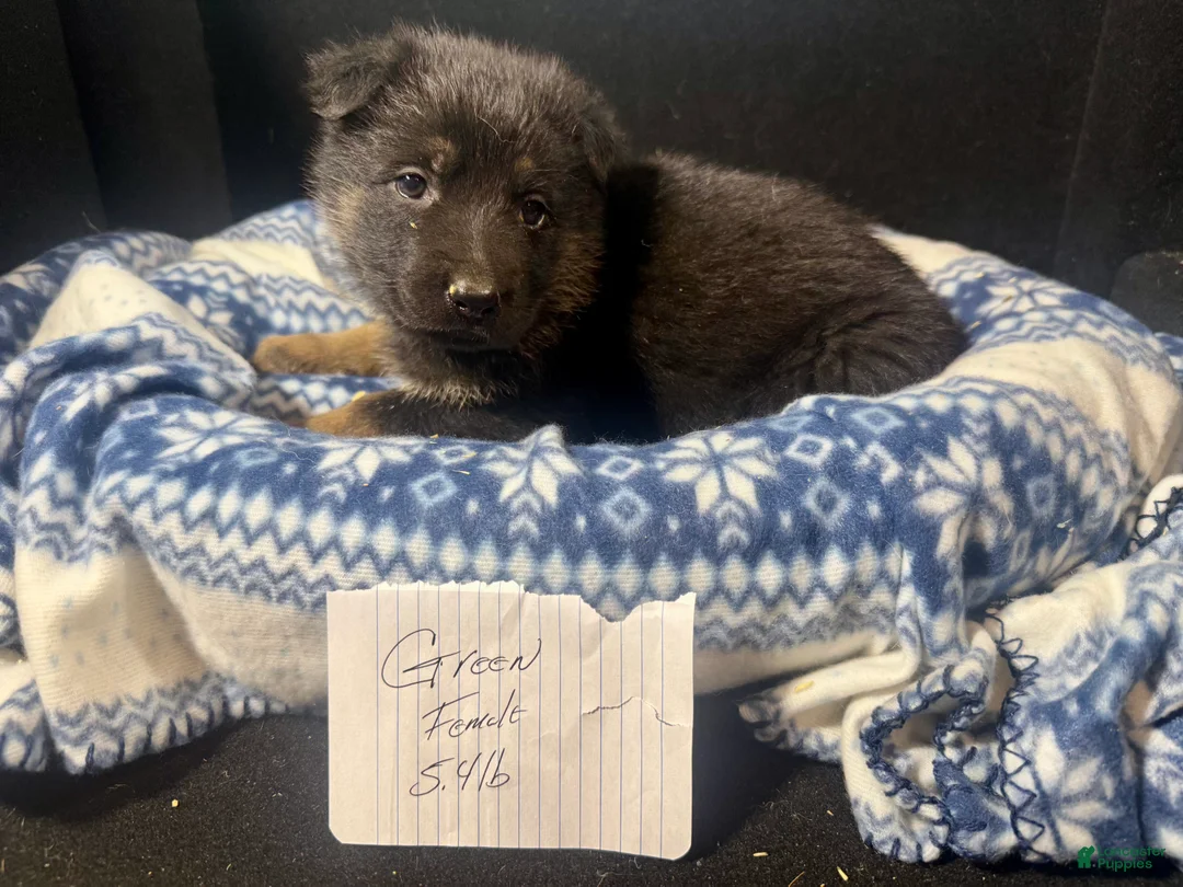 German Shepherd dogs for sale: German Shepherd Puppy 6 - Ad 1