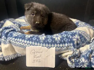 German Shepherd dogs for sale: German Shepherd Puppy 6 - Ad 2