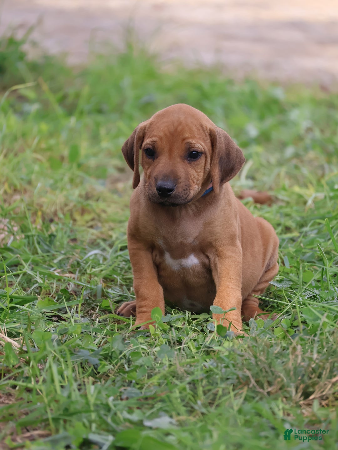 Rhodesian Ridgeback dogs for sale: Rain - Ad 4