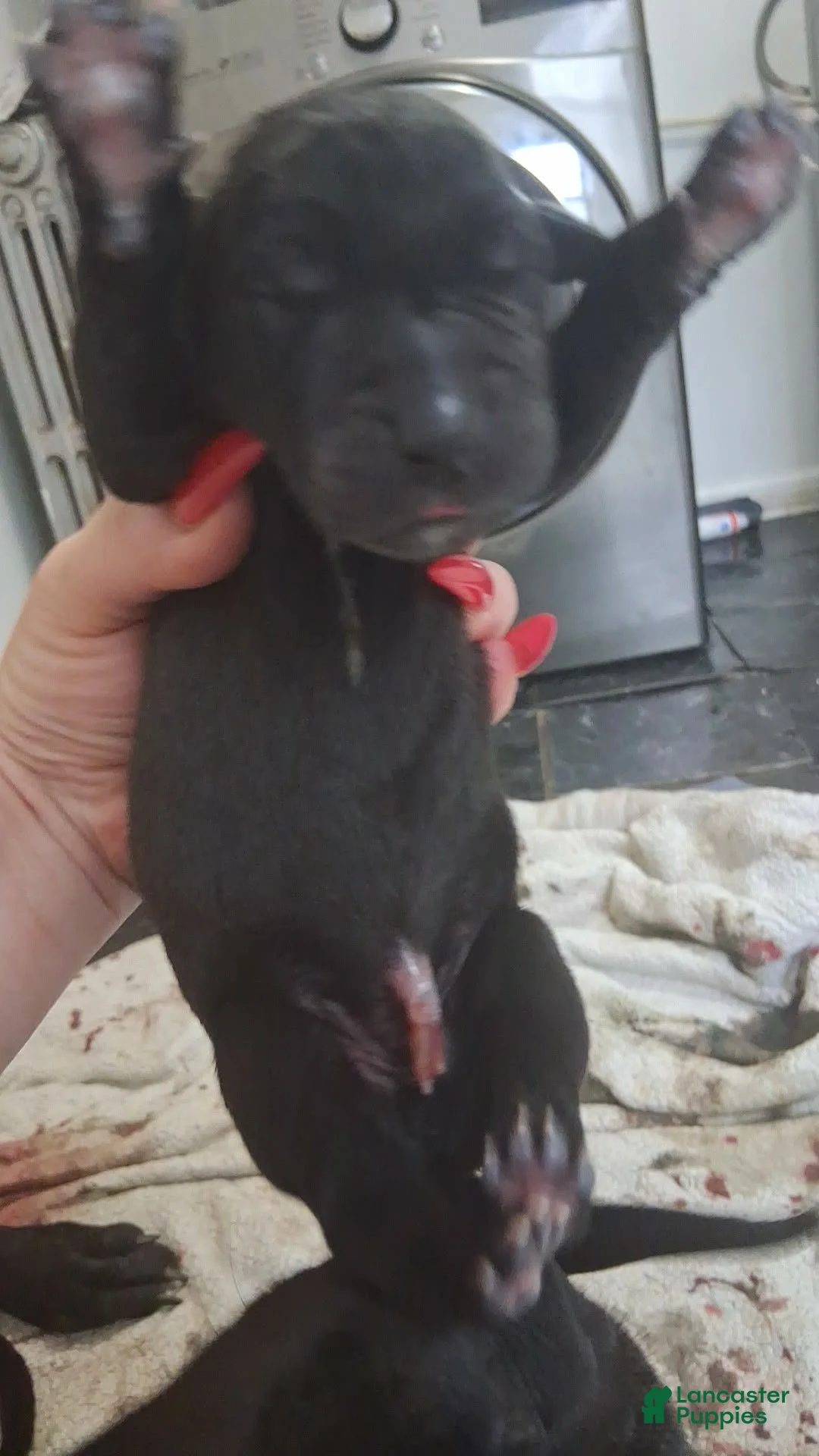 Great Dane dogs for sale: Great Dane Puppy 1 - Ad 1