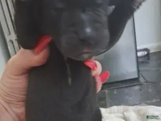 Great Dane dogs Great Dane Puppy 1 - Ad 23