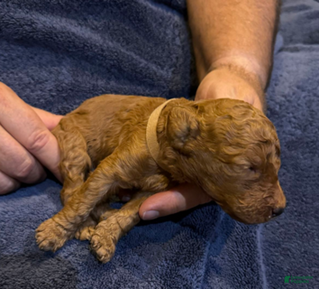 Goldendoodle dogs for sale: H25 Male Brown Collar - Ad 2