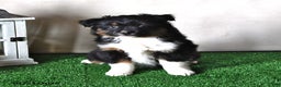 Miniature Australian Shepherd dogs for sale: Jewel - Ad 1