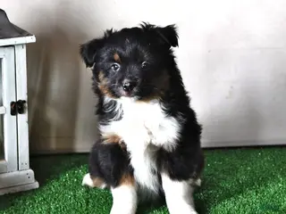 Miniature Australian Shepherd dogs Jewel - Ad 37