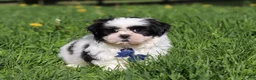 Shih Tzu dogs for sale: Dylan - Ad 3