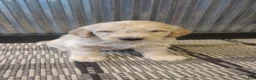 Mini Goldendoodle dogs for sale: Lacey  - Ad 6