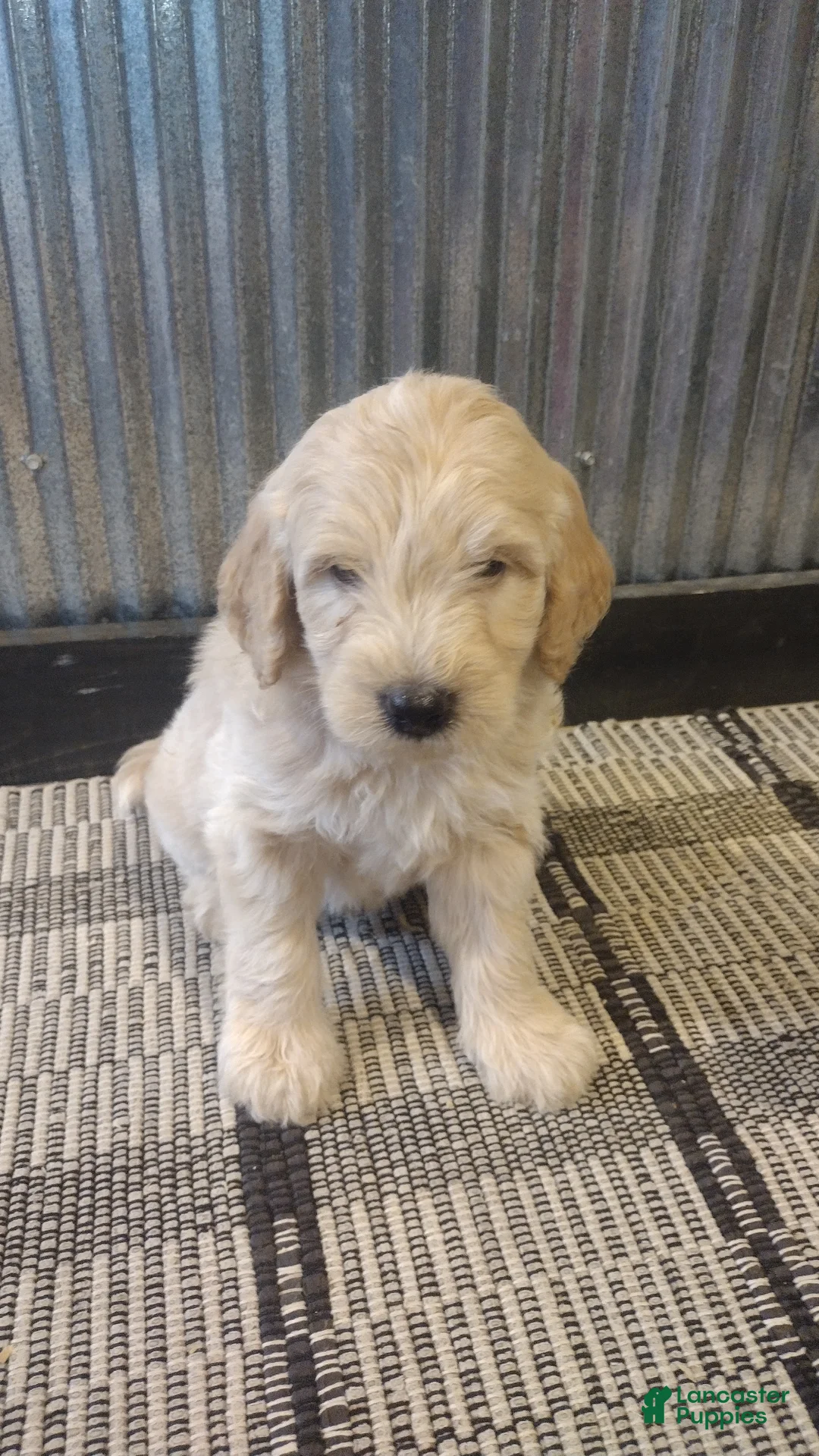 Mini Goldendoodle dogs for sale: Lacey  - Ad 6