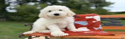 Mixed Breed dogs for sale: Moose (Boy) - Ad 7