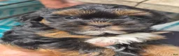 Mixed Breed dogs for sale: Mixed Breed 2 - Ad 6