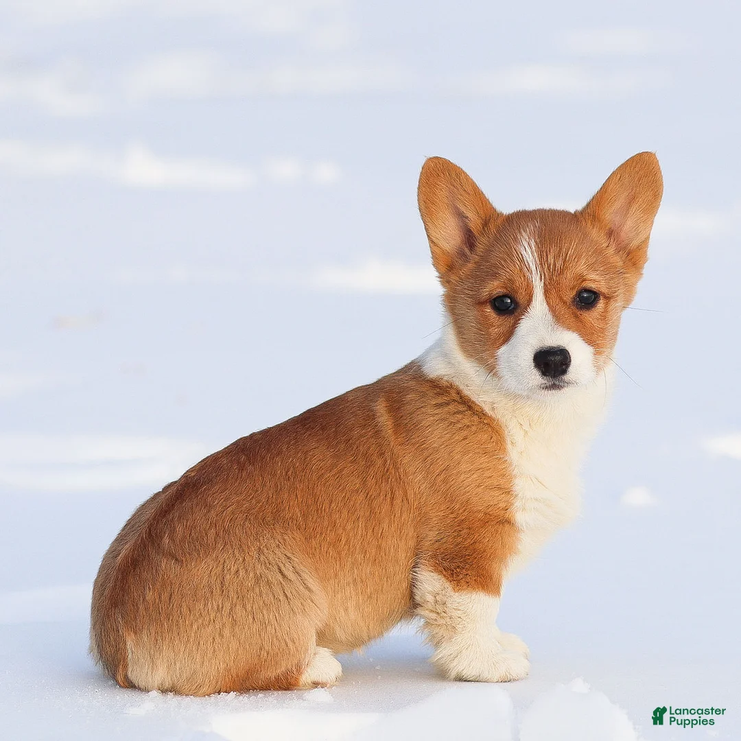 Welsh Corgi Pembroke dogs for sale: Karina Welsh Corgi Pembroke - Ad 9
