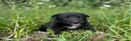 Mixed Breed dogs for sale: Jessie - Ad 5