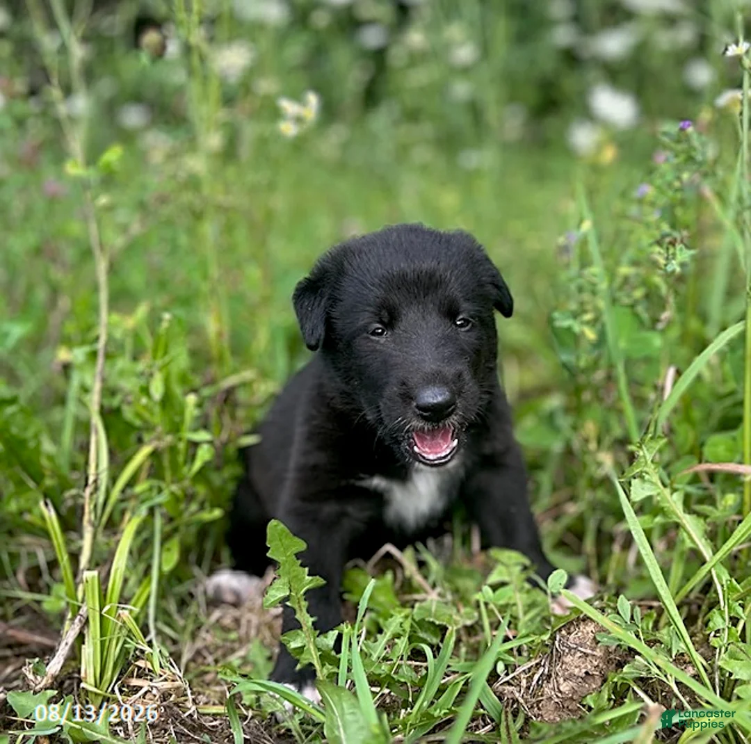 Mixed Breed dogs for sale: Jessie - Ad 5