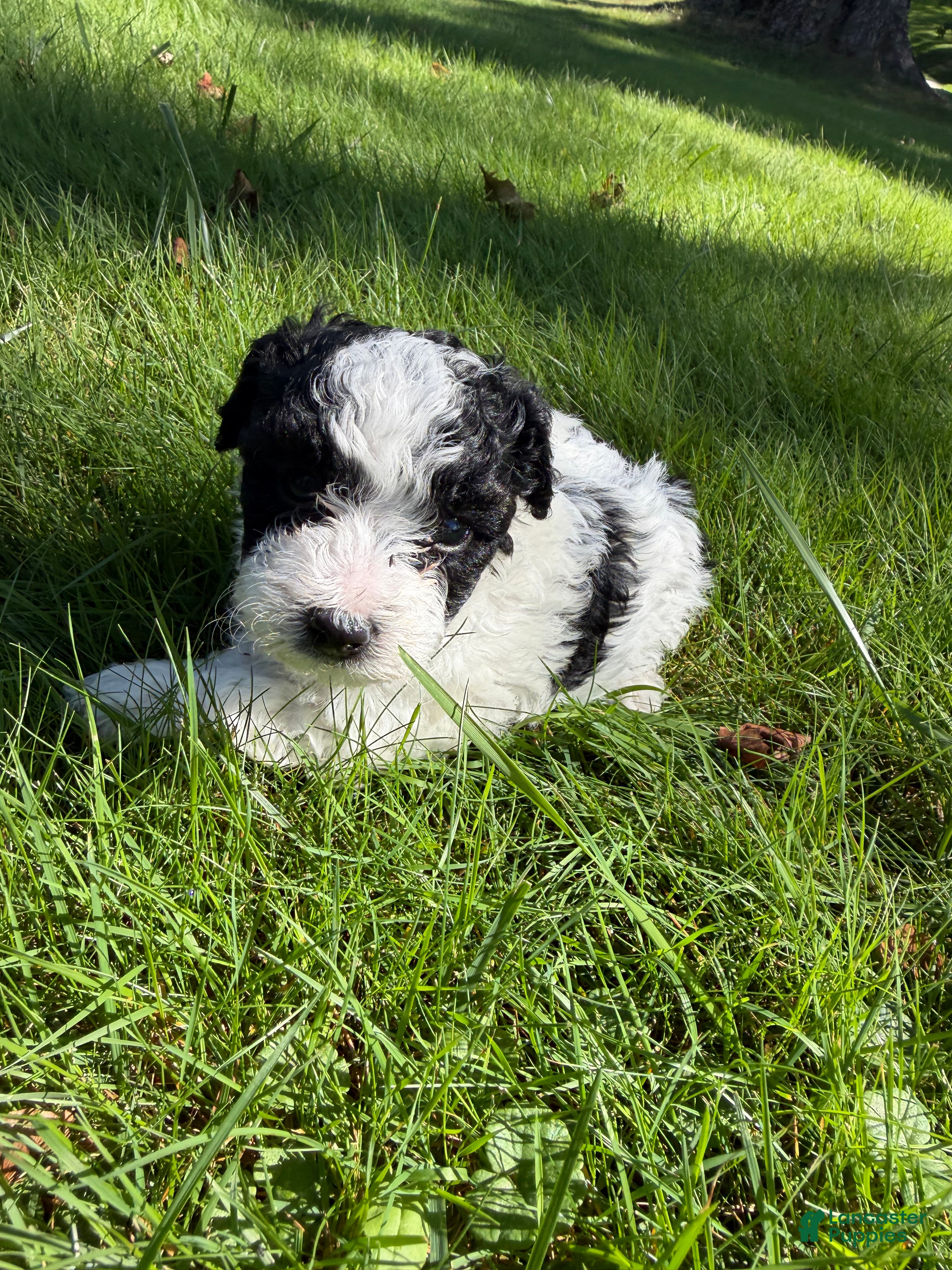 Yorkiepoo dogs Dolly - Ad 1