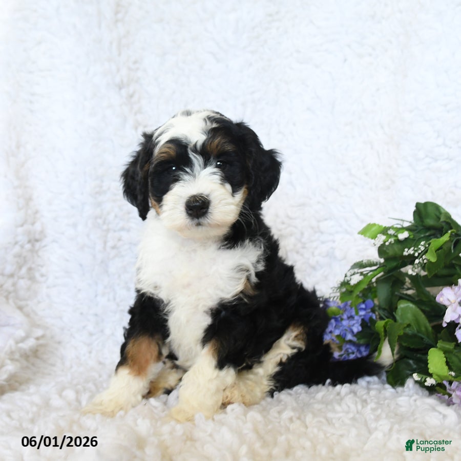 Mini Bernedoodle dogs for sale: Fiona - Ad 1