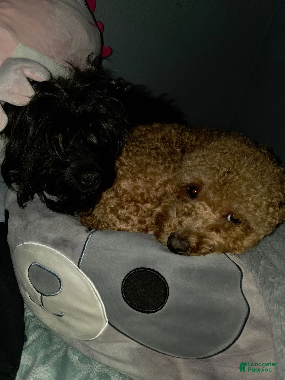 Yorkiepoo dogs for sale: Midnight  - Ad 9