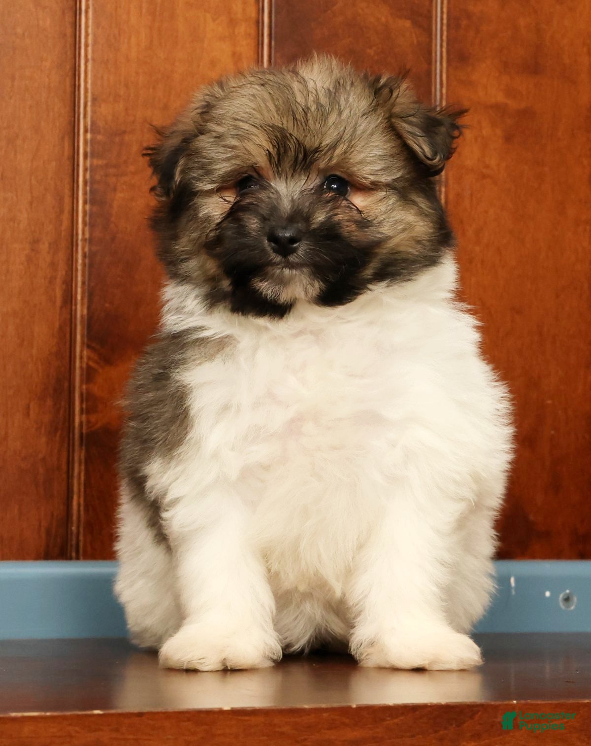 Pomapoo dogs Gabby - Ad 2