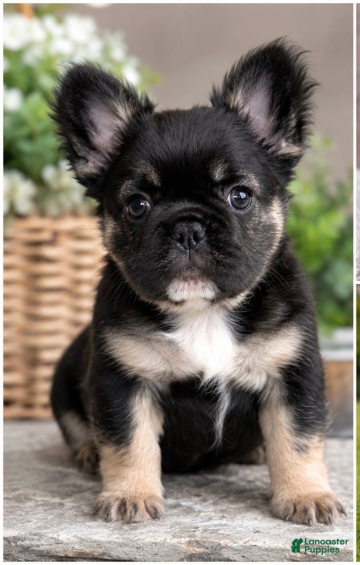 French Bulldog dogs for sale: French Bulldog Puppy 1 - Ad 1