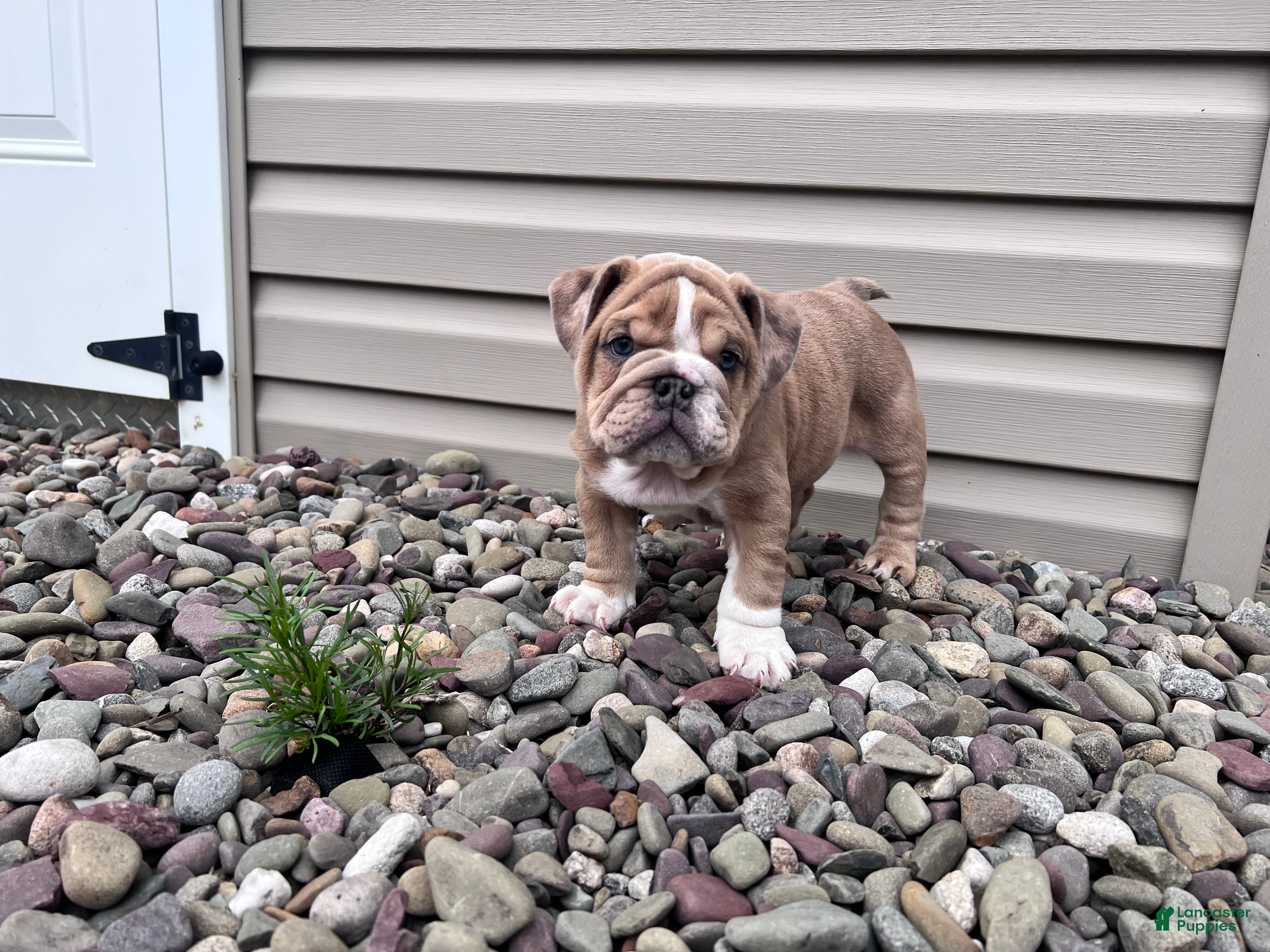 English Bulldog dogs Lily  - Ad 1