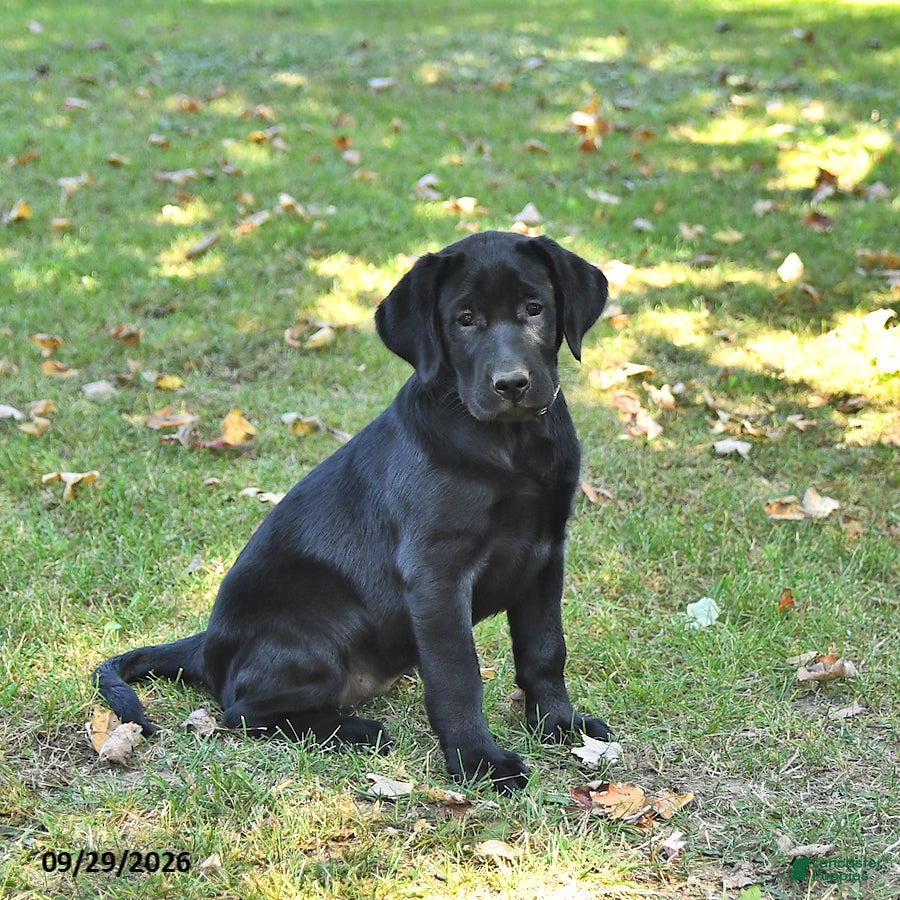 Labrador Retriever dogs Koko - Ad 1