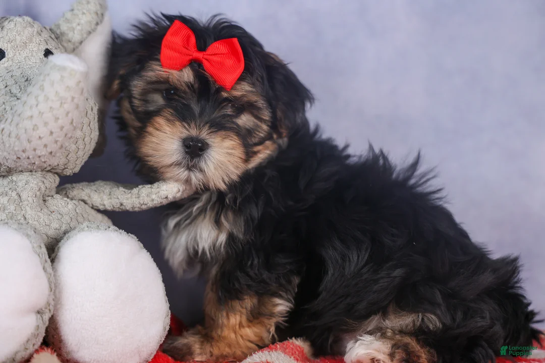 Morkie dogs for sale: Nash - Ad 20