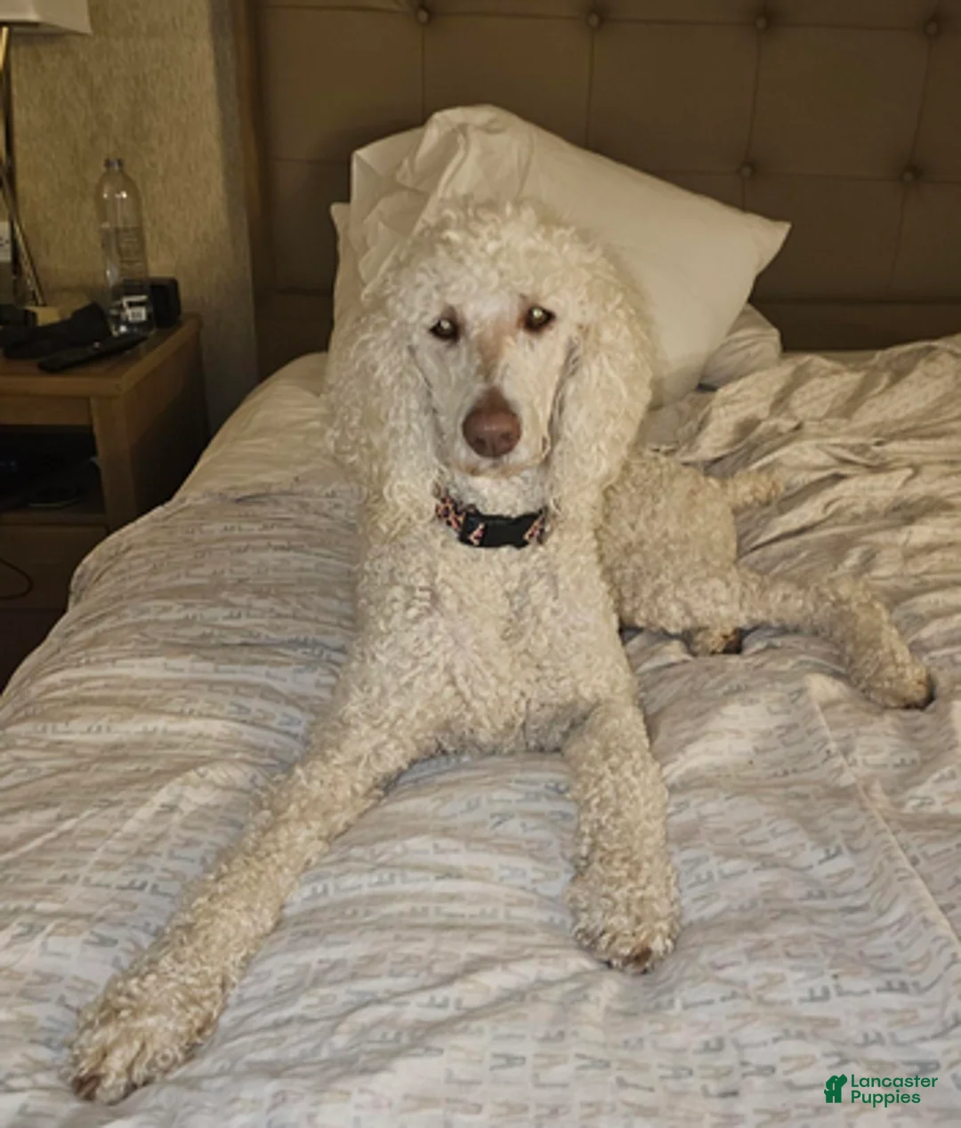 Bernedoodle dogs for sale: Prince - Ad 7