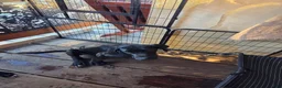 Great Dane dogs for sale: Great Dane 2 Black collar - Ad 3