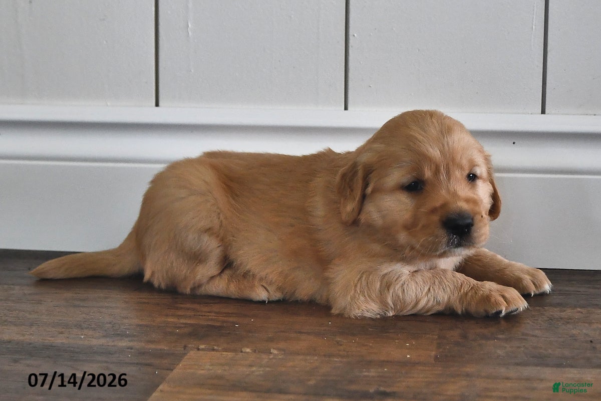 Golden Retriever dogs Zobo - Ad 2