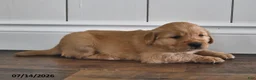 Golden Retriever dogs for sale: Zobo - Ad 2