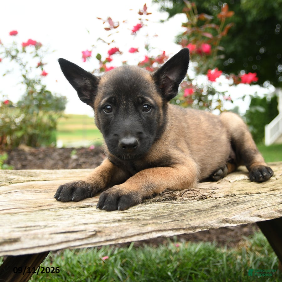 Belgian Malinois dogs Max - Ad 2