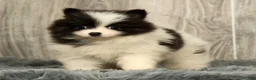 Pomeranian dogs for sale: Harmony Blue and White - Ad 8