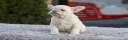 French Bulldog dogs for sale: Drake - Ad 3
