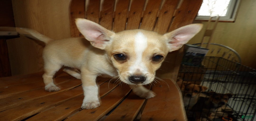 Gallery Image {{count}}