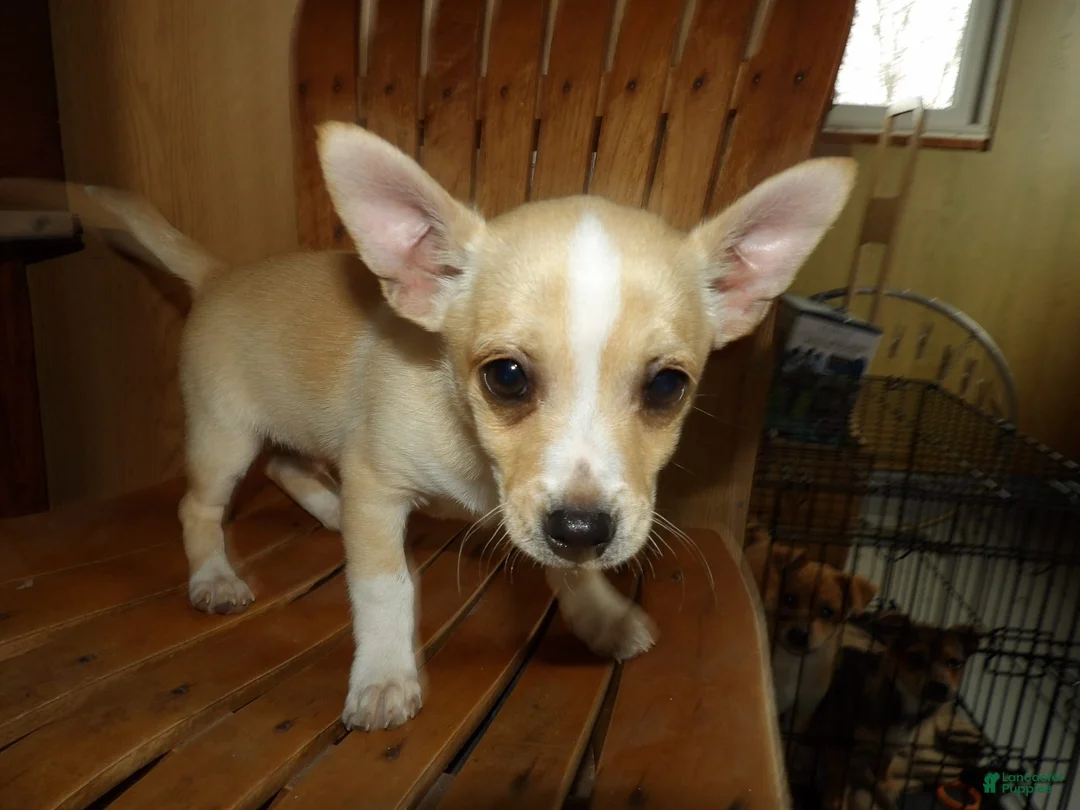 Gallery Image {{count}}