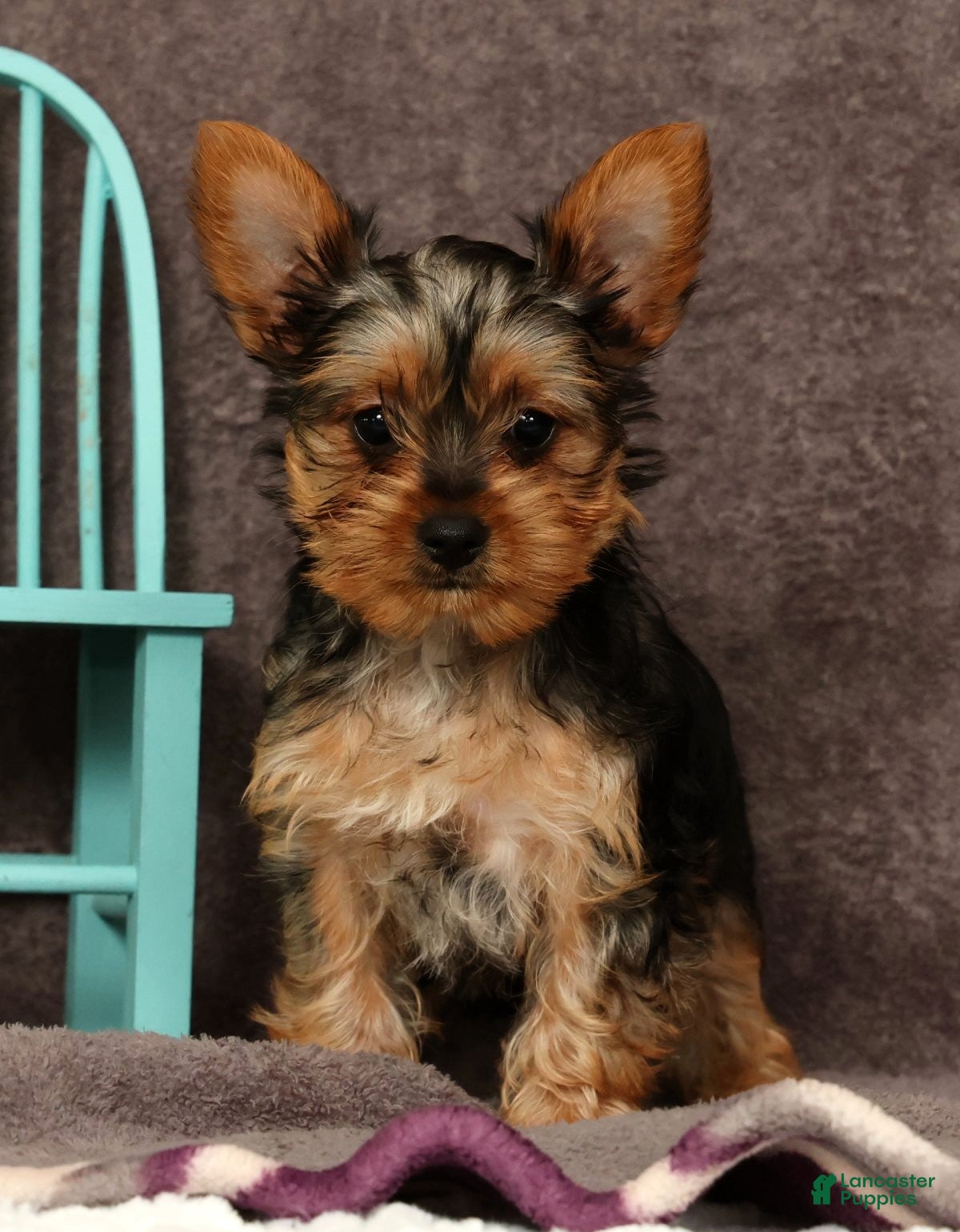 Yorkshire Terrier dogs Dolly - Ad 1