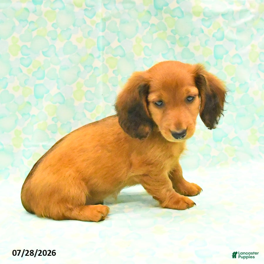 Dachshund dogs Candy - Ad 2