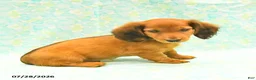 Dachshund dogs for sale: Candy - Ad 2