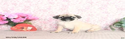 Pug dogs for sale: Lafredo - Ad 1