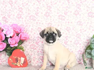 Pug dogs Lafredo - Ad 10