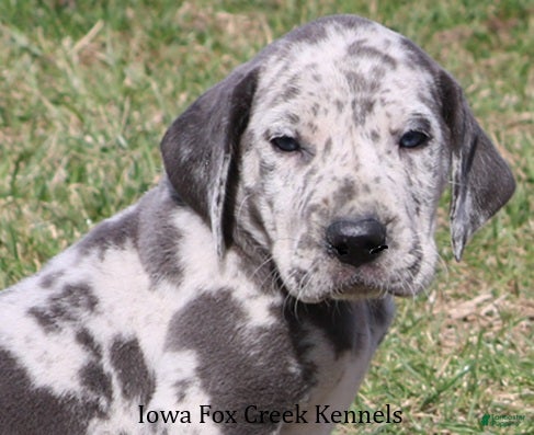 Great Dane dogs Scout - Ad 6