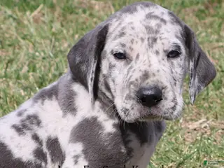 Great Dane dogs Scout - Ad 6