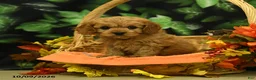 Cavapoo dogs for sale: Cloves - Ad 5